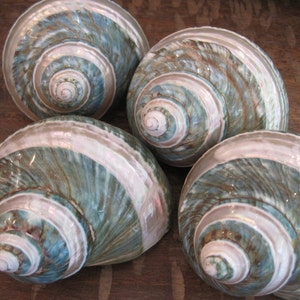 May include: Four iridescent green and white seashells with a spiral pattern. The shells have a pearlescent sheen and are arranged in a cluster.