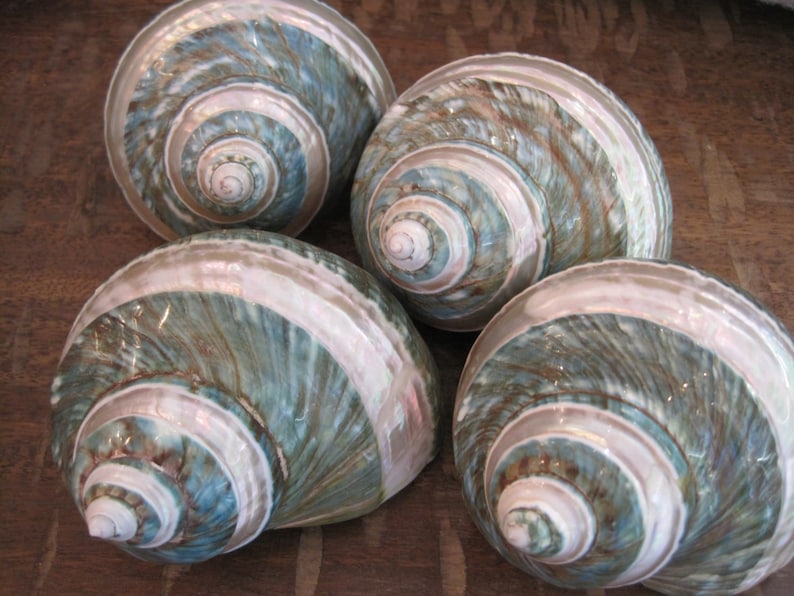 May include: Four iridescent green and white seashells with a spiral pattern. The shells have a pearlescent sheen and are arranged in a cluster.