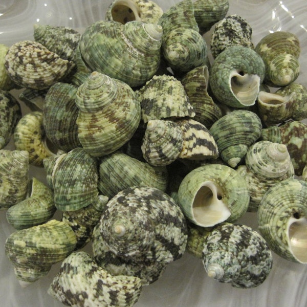 Beach Decor Green Turbo shells (10 pcs) - Coastal Home Decor - Seashell Supply- Craft Shells - Beach - Seashells - Hermit Crab Shells