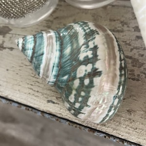 May include: A green and white seashell with a swirl pattern. The shell has a pearlescent sheen and is smooth to the touch.
