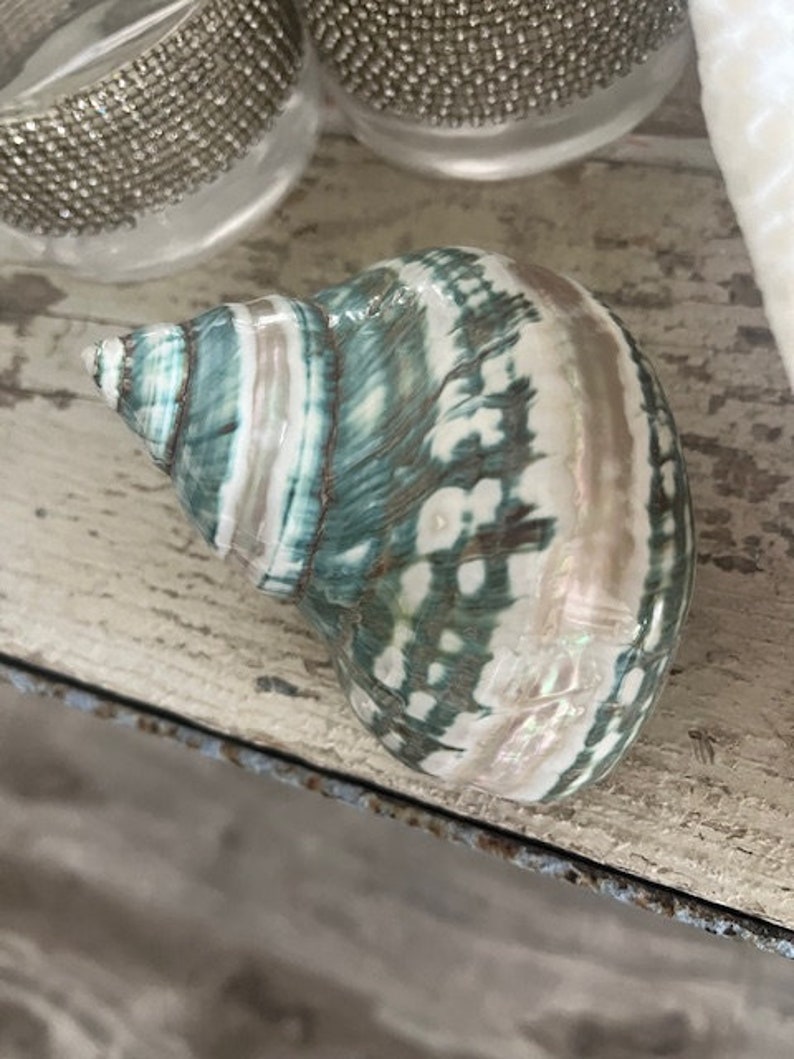 May include: A green and white seashell with a swirl pattern. The shell has a pearlescent sheen and is smooth to the touch.