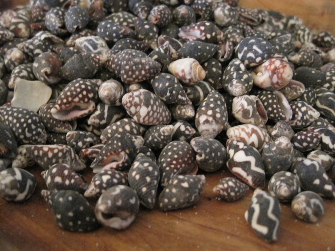Black Dove Snail Shells 150 Coastal Home Decor Seashells Seashell