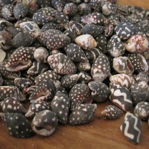 Può includere: Una collezione di piccole conchiglie bianche e nere con motivi intricati. Le conchiglie sono disposte in un mucchio su una superficie di legno.