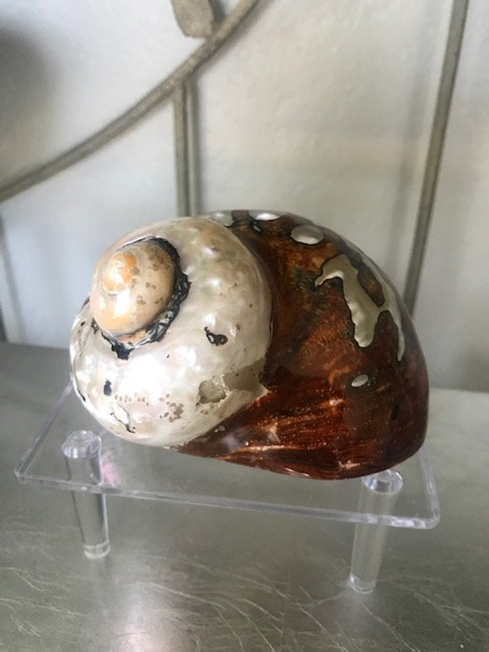 Beach Decor Seashell Stand Large and Small Display Stands | Etsy