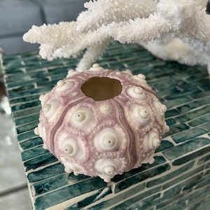 Rare XL Purple Sputnik Sea Urchins 1 PC Natural Seashells Urchins Craft Seashells Coastal home decor Seashell Supply Weddings 画像 8