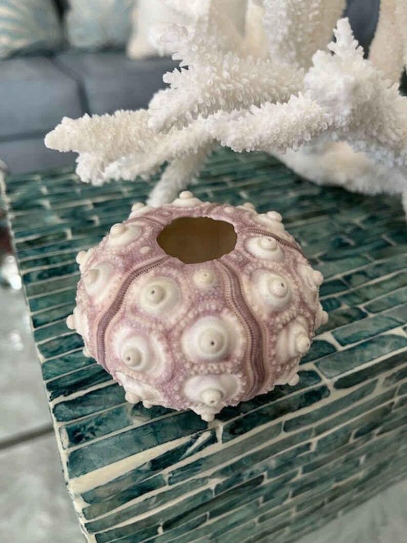 Rare XL Purple Sputnik Sea Urchins 1 PC Natural Seashells Urchins Craft Seashells Coastal home decor Seashell Supply Weddings 画像 8