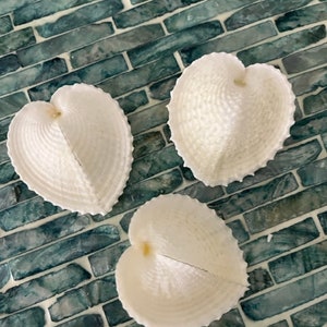 Heart Cockle Seashells 3 Seashells Seashell craft supply Beach Wedding Coastal Home Decor Delicate Seashells Beach Home Decor image 7
