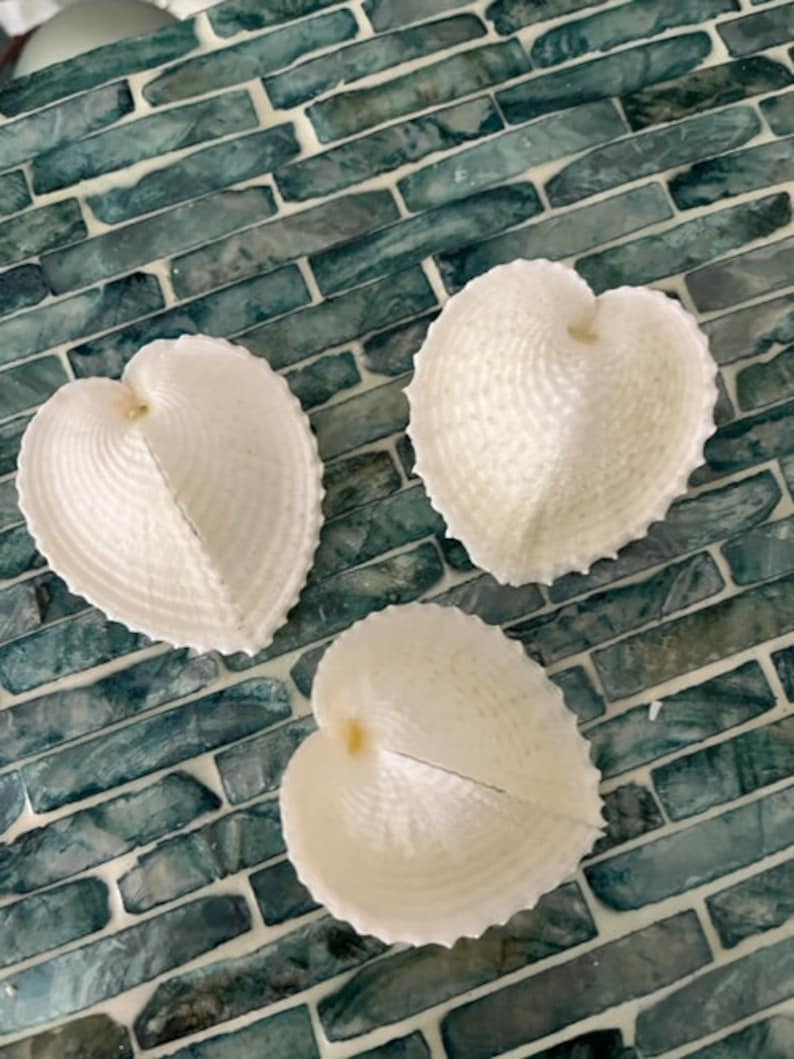 Heart Cockle Seashells 3 Seashells Seashell craft supply Beach Wedding Coastal Home Decor Delicate Seashells Beach Home Decor image 7