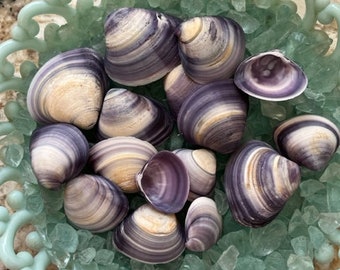 Purple Clam Halves (10) - Medium Clams - Purple Shells - Seashell Supply - Beach Wedding - Craft Seashells - Coastal Home Decor -Beach Decor