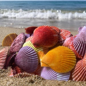 Pectin Scallop Shells (10 PC) - Beach Decor - Seashell Supply - Nautical Decor - Craft Shells - Coastal Home Decor - Colorful Shells