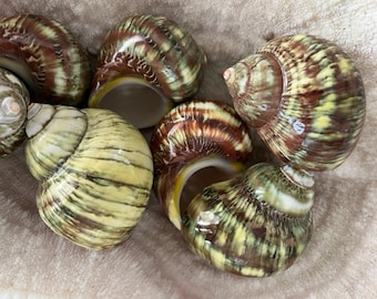 Beach Decor Brown and Green Turbo Petholatus Shells (3 PC) - New Colors! - Turbo Shells - Hermit Crab Shell - Seashell Supply -Beach Wedding