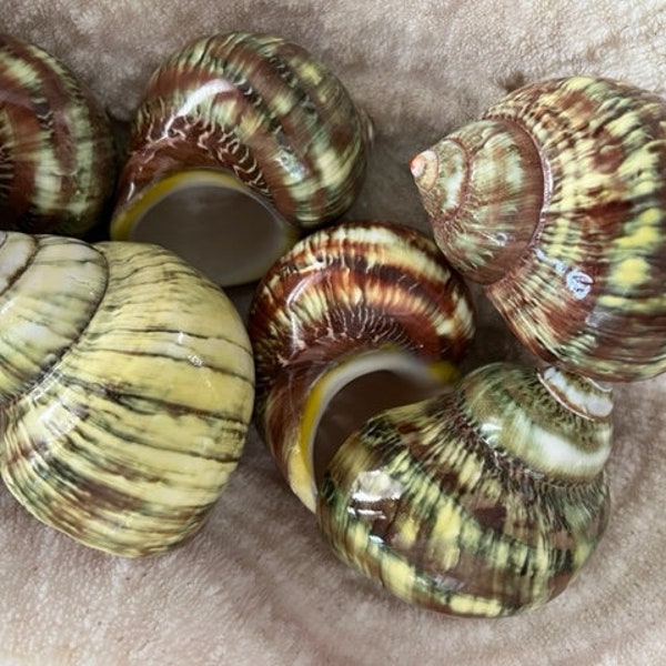 Beach Decor Brown and Green Turbo Petholatus Shells (3 PC) - New Colors! - Turbo Shells - Hermit Crab Shell - Seashell Supply -Beach Wedding