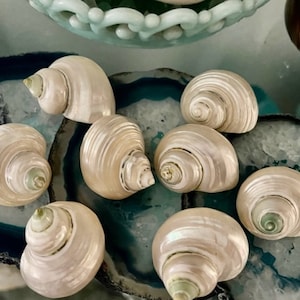 Beach Decor Polished Silver Turbo Shells (3 pc) - Creamy Pearlized Turbos - Seashell Crafts - Decorative Shells - Beach Wedding - Nautical