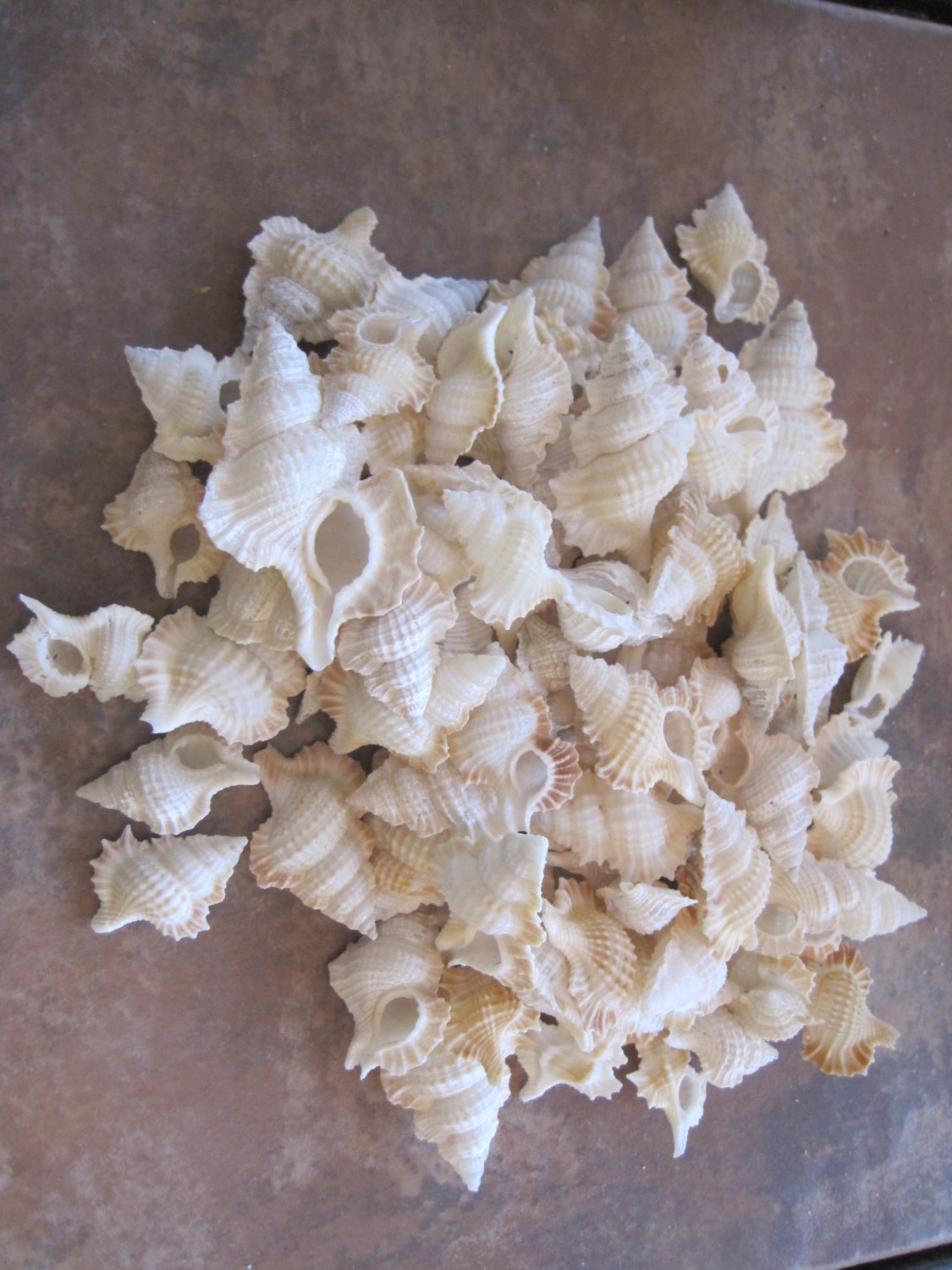 Maple Shell Maple Leaf Shells (6) - Beach Decor - Seashells- Seashell Supply ...