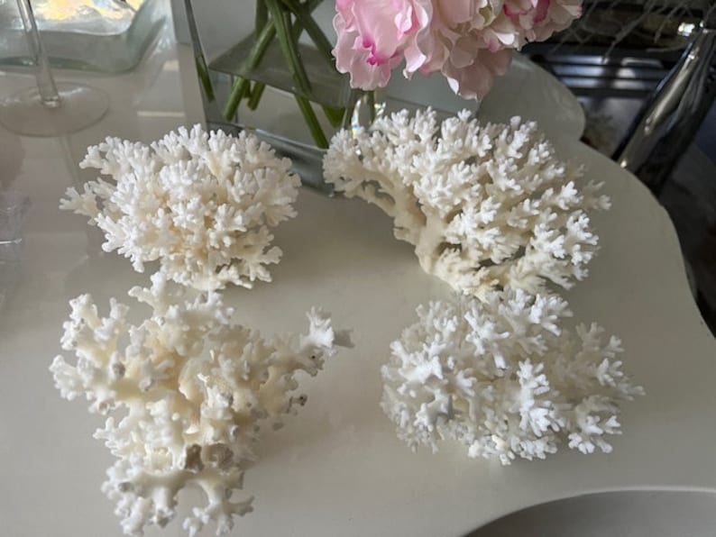 Puede incluir: Cuatro piezas de coral blanco, cada una con una forma y un tama&ntilde;o diferentes, dispuestas sobre una superficie blanca.