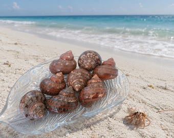 Brown Spotted Turbo Shells (3 pcs) - Seashells - Natural Shells - Beach Wedding - Hermit Crab shell - Polished Turbo Shells - Craft Shells