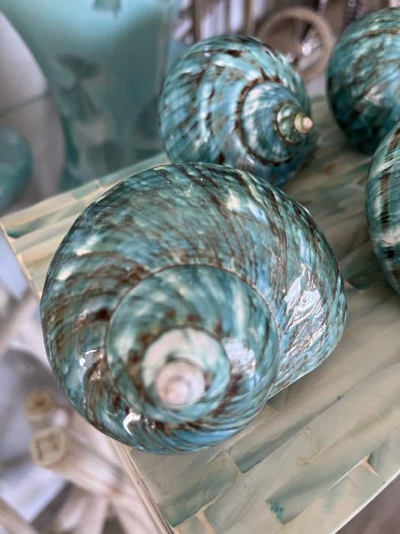Beach Decor Turquoise Snail Shell Turbo Snail Shell Seashell Supply Coastal Home Decor Seashells Beach Wedding Nautical Decor image 6