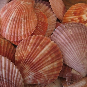 Pectin Scallop Shells (10 PC)- Seashells for Beach Decor - Wholesale Seashell Supply - Nautical Decor - Craft Shells