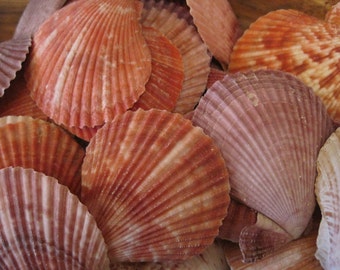 Pectin Scallop Shells (10 PC)- Seashells for Beach Decor - Wholesale Seashell Supply - Nautical Decor - Craft Shells