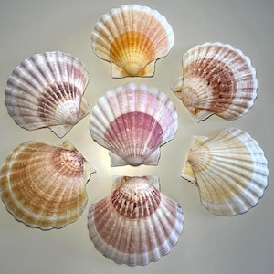 Colorful Natural Scallop Shells (3 PC)- Pectin Shells - Seashells for Beach Decor -Seashell Supply -Craft Shells -Coastal Home Decor-Parties