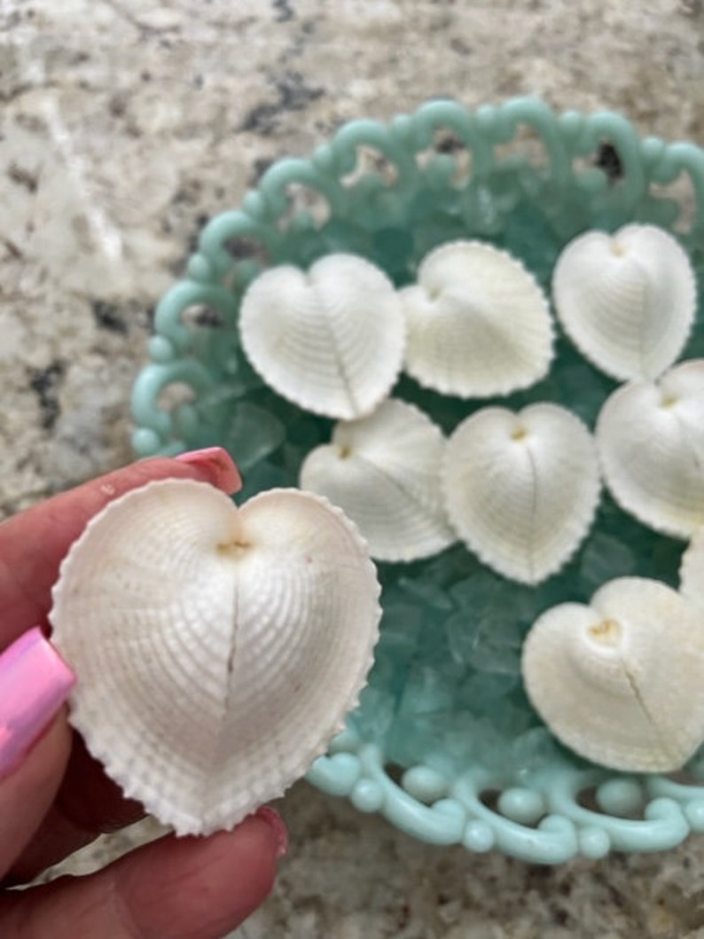 Heart Cockle Seashells 3 Seashells Seashell craft supply Beach Wedding Coastal Home Decor Delicate Seashells Beach Home Decor image 5