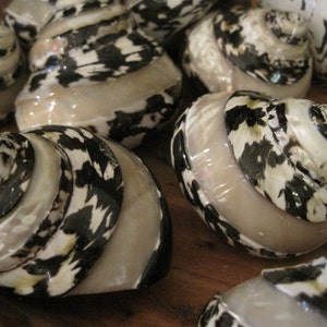 Beach Decor - Magpie Banded Shells (3) -  Turbo Shell - Seashell Supply - Seashells - Shells - Natural Shells - Beach Wedding
