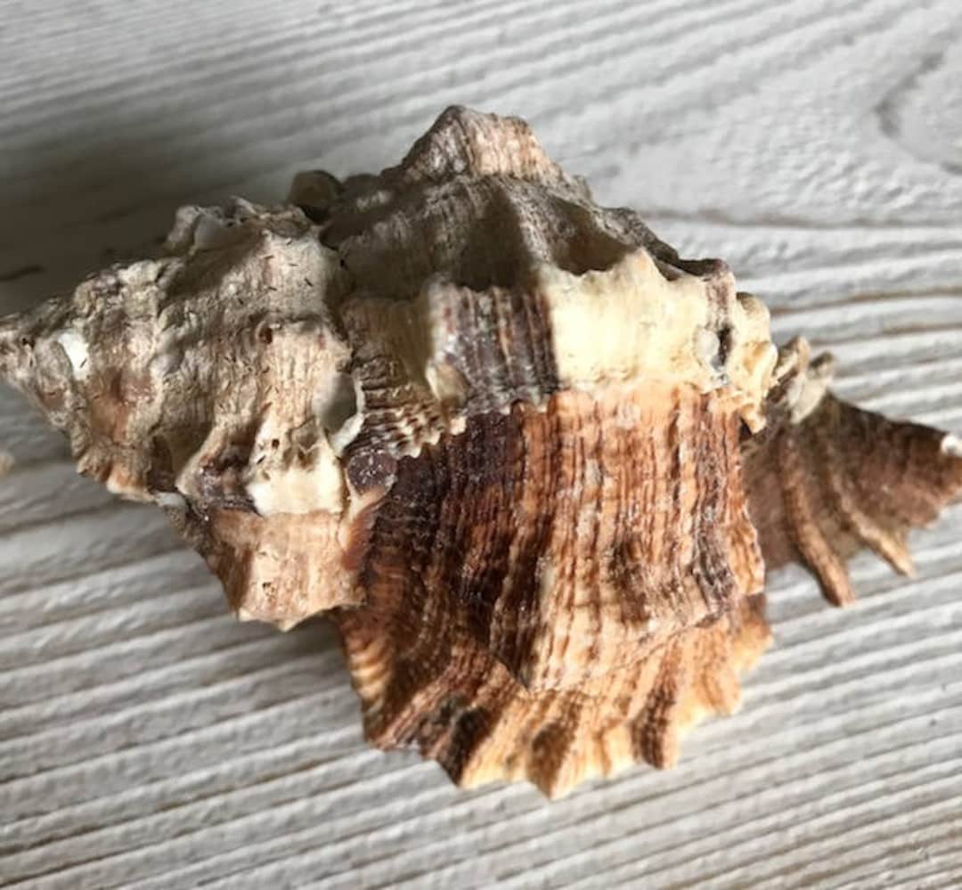 Apple Brown Murex Shells (3 Pcs) - Murex Shells - Seashells - Seashell ...