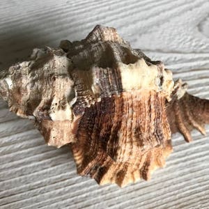 Apple Brown Murex Shells (3 pcs) - Murex Shells - Seashells - Seashell Supply - Spiky Craft seashells - Beach Wedding - Coastal Home Decor