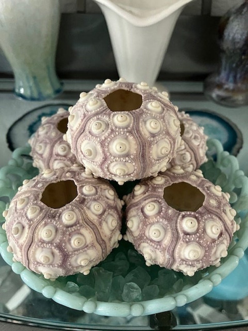 Rare XL Purple Sputnik Sea Urchins 1 PC Natural Seashells Urchins Craft Seashells Coastal home decor Seashell Supply Weddings 画像 1