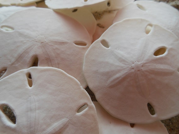 Various Sized Sand Dollars Created Out of Resin for Durability