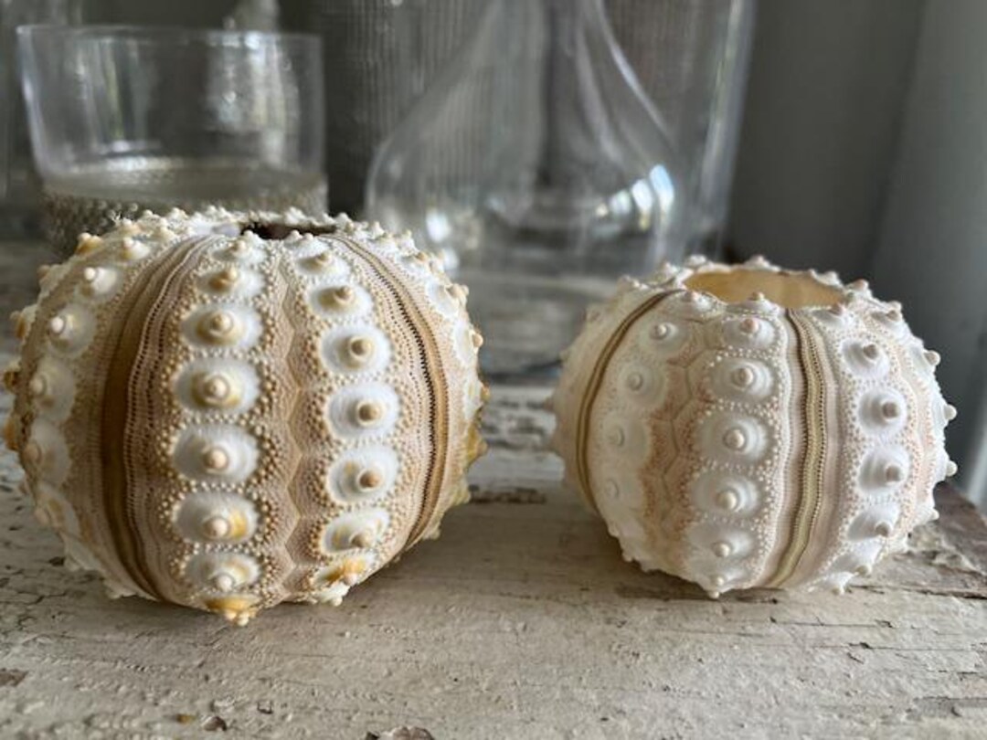 How to Decorate with Seashells - Bella Coastal Decor