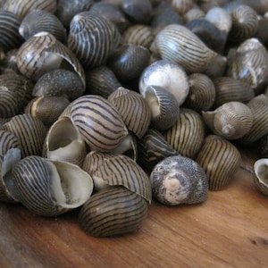 Mixed Nerita Columbella Snails (50) - Coastal Home Decor - Seashells - Seashell Supply - Snail Shells