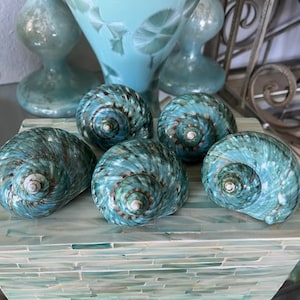 Beach Decor Turquoise Snail Shell - Turbo Snail Shell - Seashell Supply - Coastal Home Decor - Seashells - Beach Wedding - Nautical Decor