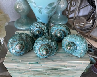May include: Five teal blue seashells with white swirls and a pearly sheen are arranged on a light blue and white mosaic surface.