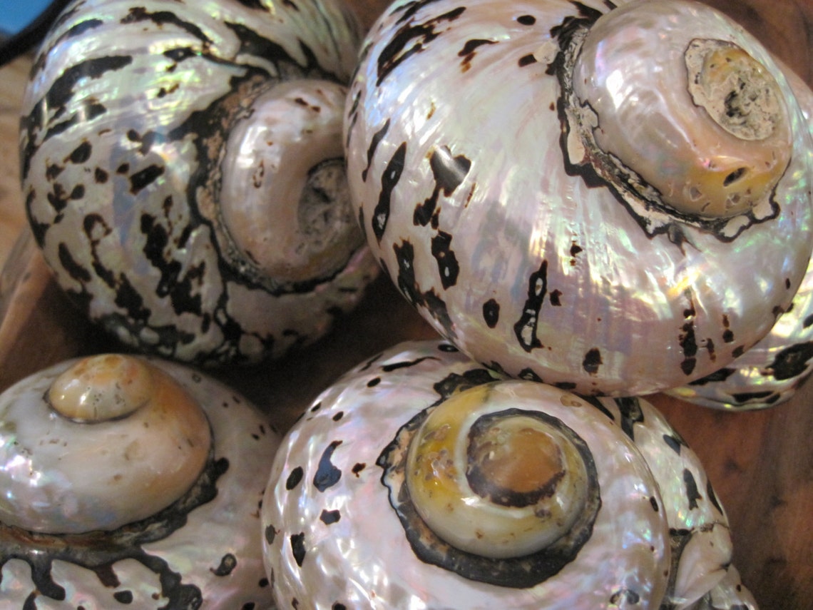 Beach Decor Turbo Sarmarticus Shell - Seashell - Turbo Shell - Shells ...