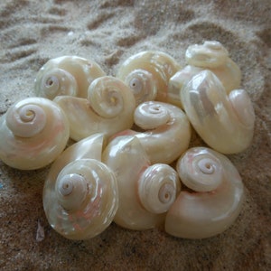 Delphinula Lacinata Pearl Seashells (6 pcs) - Turbo Shells - Pearlized Shells - Seashells - Seashell Supply - Craft shells - Beach Wedding