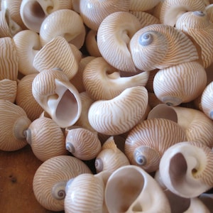 Tigrina Snail Seahells (12) Snail Shells - Seashell Supply - Beach Wedding - Craft Seashells - Coastal Home Decor