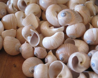 Tigrina Snail Seahells (12) Snail Shells - Seashell Supply - Beach Wedding - Craft Seashells - Coastal Home Decor