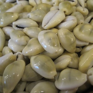 Yellow Cowries (25 PC) - Seashell Supply - Money Cowries -Coastal Home Decor - Seashells - Craft Supply - Beach Decor - Lucky Shells