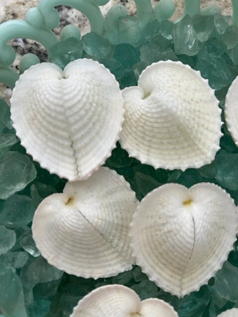 Heart Cockle Seashells 3 Seashells Seashell craft supply Beach Wedding Coastal Home Decor Delicate Seashells Beach Home Decor image 1