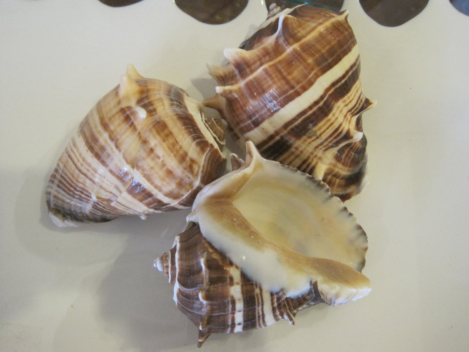 Beach Decor -Natural Melogina Shells | 1 - Shell Seashell Supply Seashells Natural Wedding