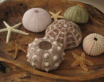 Sea Urchin And Mini Starfish Collection - 9 PC Mixed Collection - Natural Seashells - Urchins - Starfish - Coastal decor - Seashell Supply