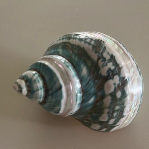 May include: A green and white seashell with a spiral pattern. The shell has a smooth, glossy finish.