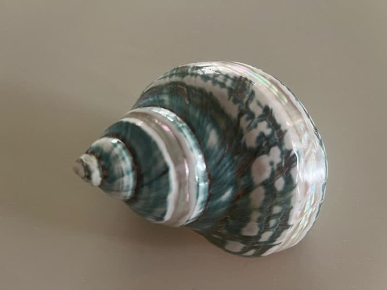 May include: A green and white seashell with a spiral pattern. The shell has a smooth, glossy finish.