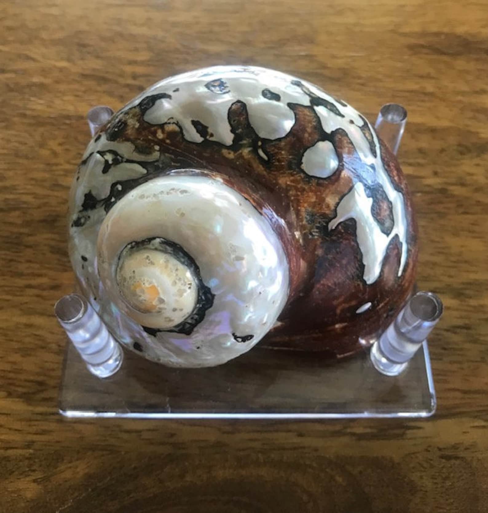 Beach Decor Seashell Stand Large and Small Display Stands | Etsy