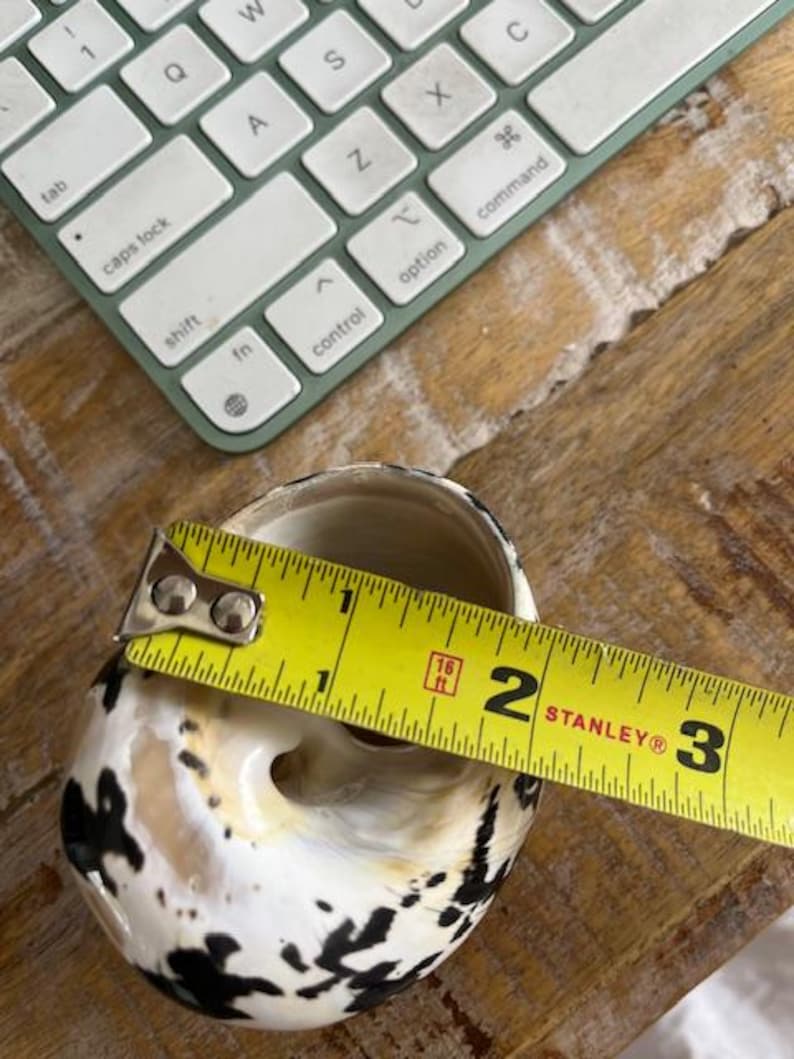 XL Magpie Turbo Shell (1 pc)- Hermit Crab Shell - Large Opening Sizes (1.25" & up) - Natural Turbo Shell -Seashell Supply- Magpie Turbo image 10