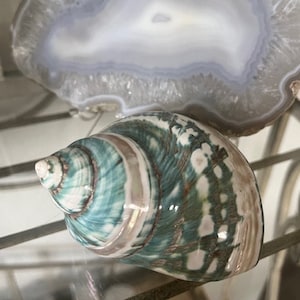 May include: A green, white, and brown seashell with a spiral pattern. The shell has a glossy finish and iridescent details.