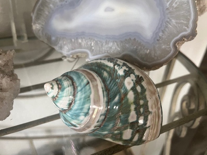May include: A green, white, and brown seashell with a spiral pattern. The shell has a glossy finish and iridescent details.