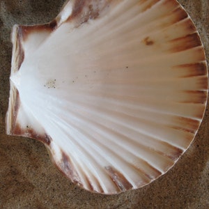 May include: A large, white scallop shell with brown and tan markings. The shell has a fan-like shape with prominent ridges radiating from the center. The shell is resting on a sandy surface.