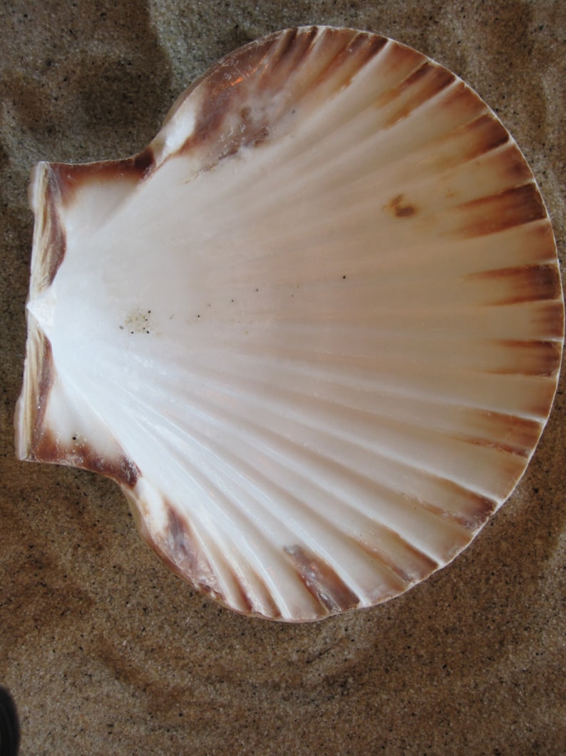 May include: A large, white scallop shell with brown and tan markings. The shell has a fan-like shape with prominent ridges radiating from the center. The shell is resting on a sandy surface.